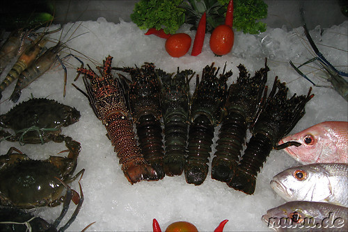 Lobster - Hummer