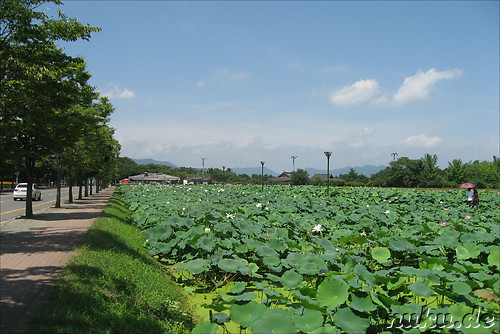 Lotusblumen-Garten in Gyeongju, Korea