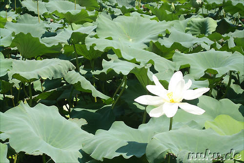 Lotusblumen-Garten in Gyeongju, Korea