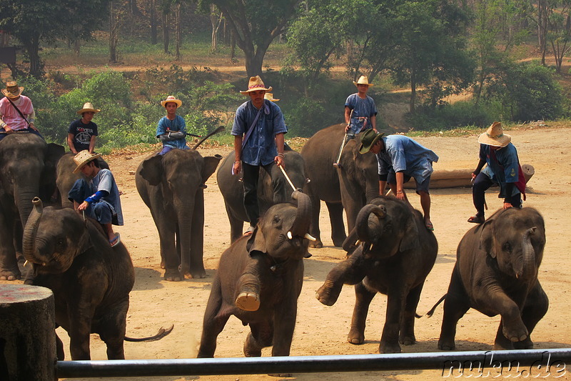 Maetang Elephant Park, Chiang Mai, Thailand