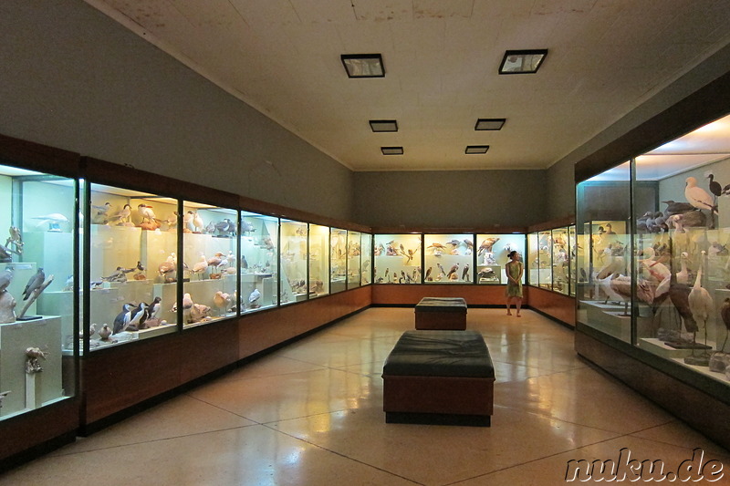 National Museum of Natural History in Mdina, Malta