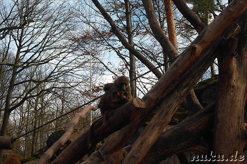 Nuernberger Tiergarten in Nuernberg, Franken