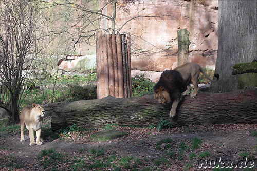 Nuernberger Tiergarten in Nuernberg, Franken