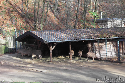 Nuernberger Tiergarten in Nuernberg, Franken