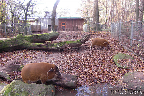 Nuernberger Tiergarten in Nuernberg, Franken