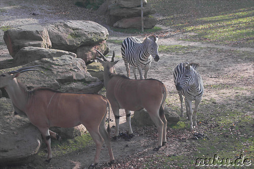 Nuernberger Tiergarten in Nuernberg, Franken