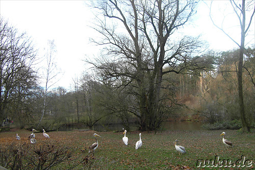 Nuernberger Tiergarten in Nuernberg, Franken