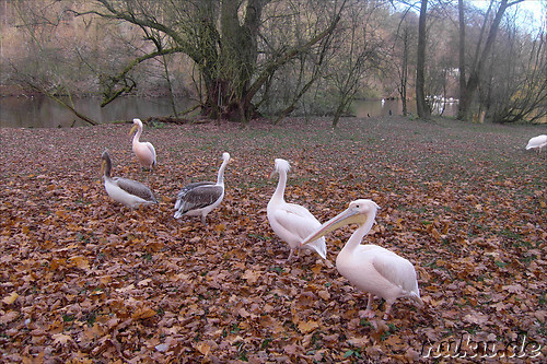 Nuernberger Tiergarten in Nuernberg, Franken