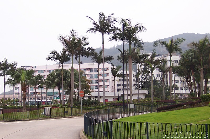 Palmen auf Lantau