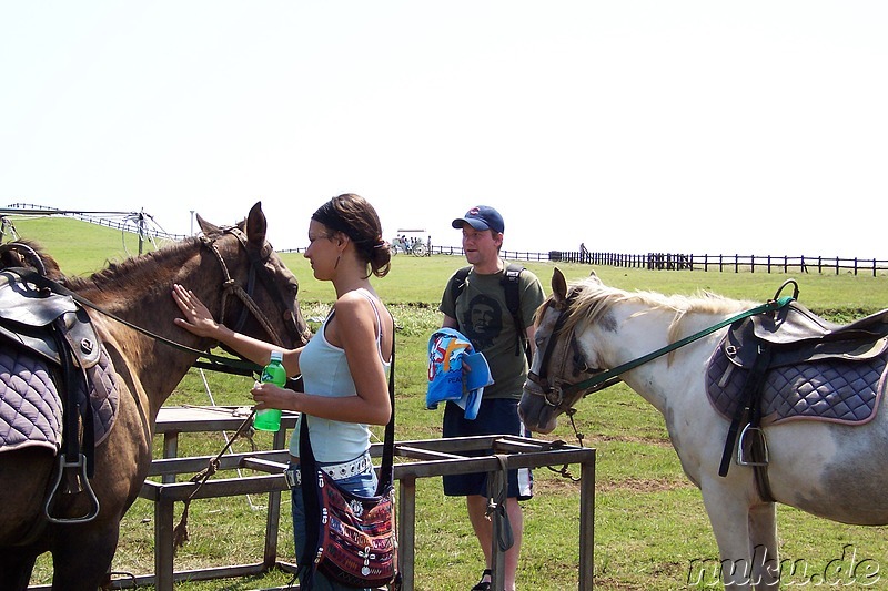 Pferde auf Udo, Estelle und John