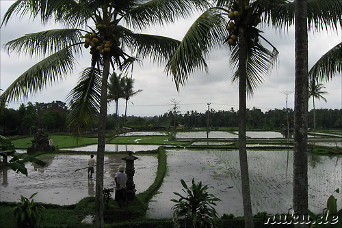 Reisfelder am Pura Kebo Edan Tempel in Pejeng