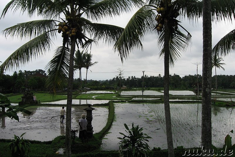 Reisfelder am Pura Kebo Edan Tempel in Pejeng
