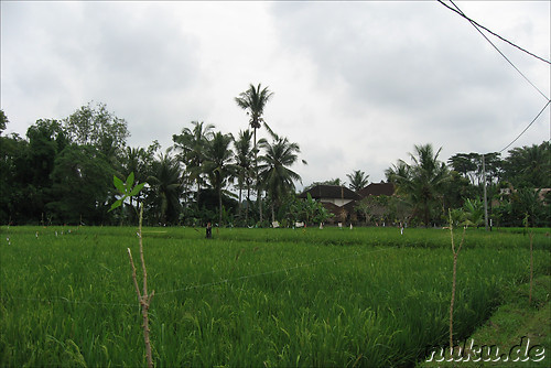 Reisfelder auf Bali, Indonesien