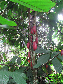 Sai Land Coffee & Cacao Plantation in Bangli, Bali, Indonesien