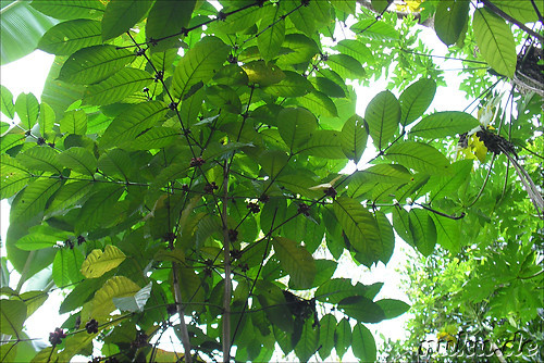 Sai Land Coffee & Cacao Plantation in Bangli, Bali, Indonesien