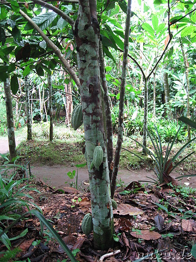Sai Land Coffee & Cacao Plantation in Bangli, Bali, Indonesien