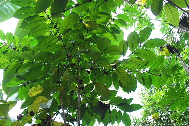 Sai Land Coffee & Cacao Plantation in Bangli, Bali, Indonesien
