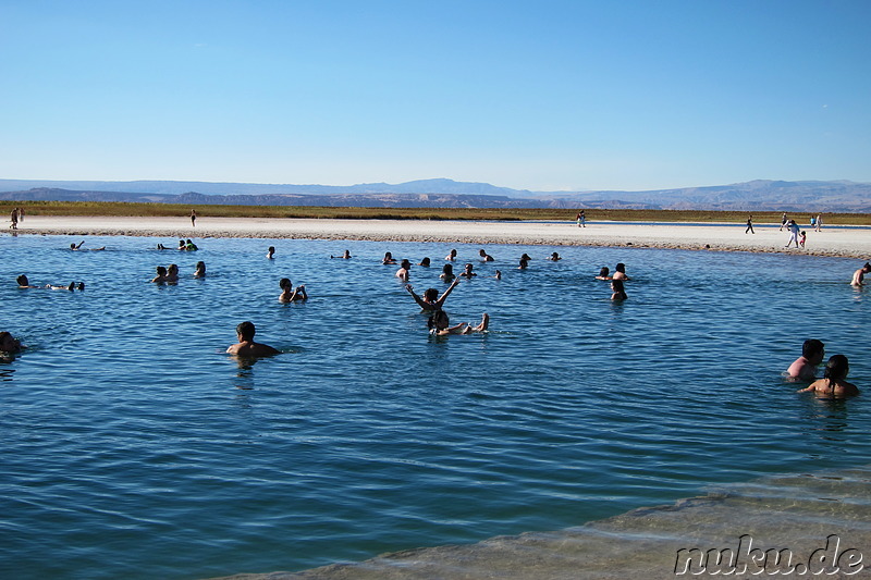Salt Laguna Cejar in der Atacamawüste, Chile