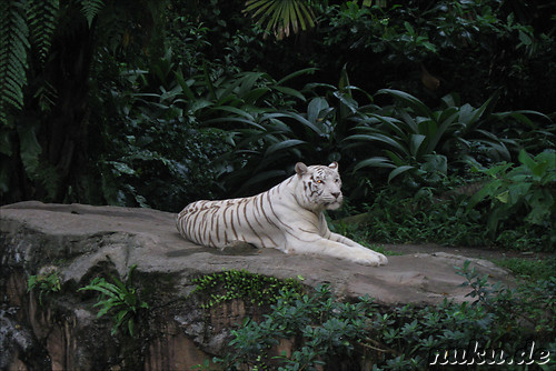 Singapore Zoo, Singapur