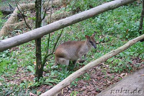 Singapore Zoo, Singapur