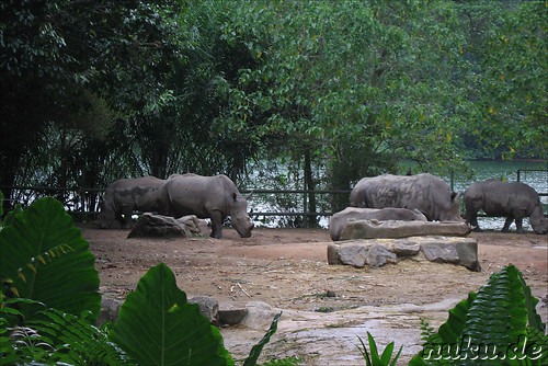 Singapore Zoo, Singapur