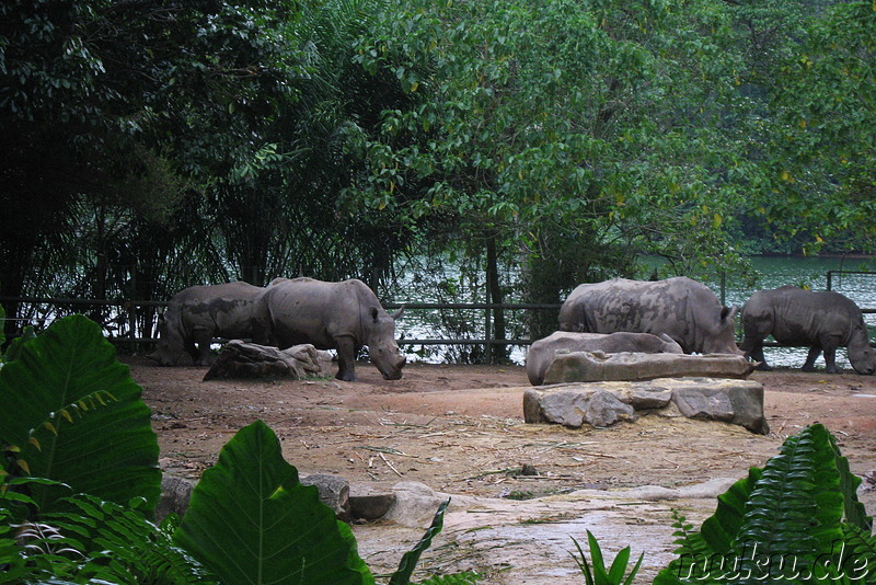 Singapore Zoo, Singapur