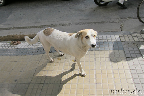 Streunende Hunde in Cordoba, Argentinien