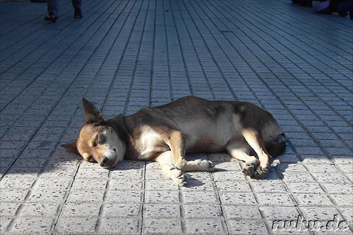 Streunende Hunde in Cordoba, Argentinien