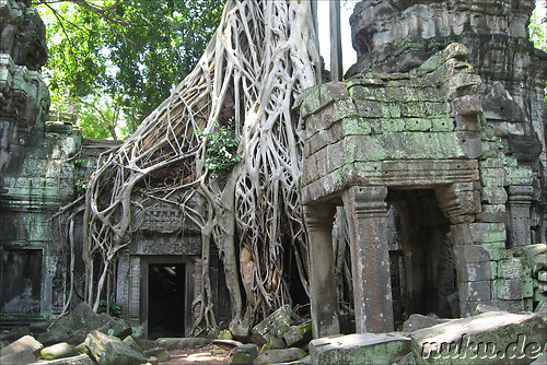 Ta Prohm Tempel in Angkor, Kambodscha