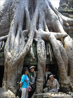 Ta Prohm Tempel in Angkor, Kambodscha