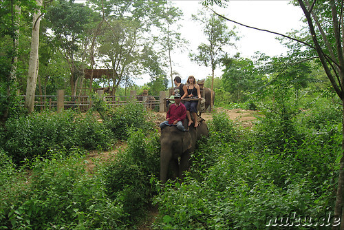 Touristen auf einem Elefant