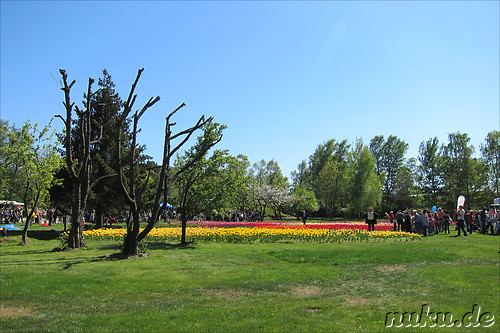 Tulpenfest in Winsen/Luhe