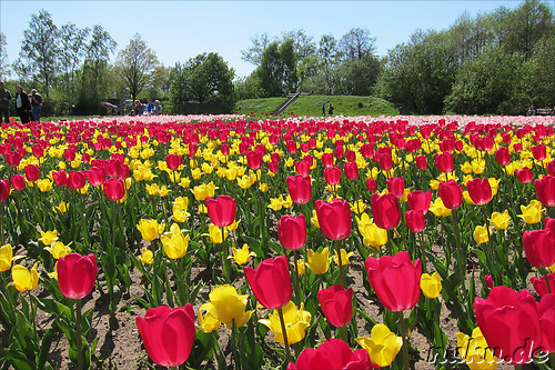 Tulpenfest in Winsen/Luhe