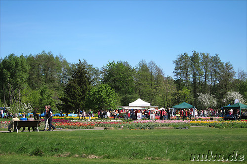 Tulpenfest in Winsen/Luhe