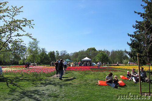 Tulpenfest in Winsen/Luhe