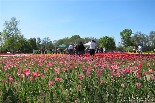 Tulpenfest in Winsen/Luhe