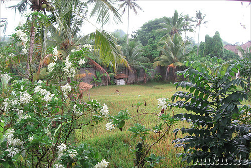 Ubud View Hostel, Ubud, Bali, Indonesien