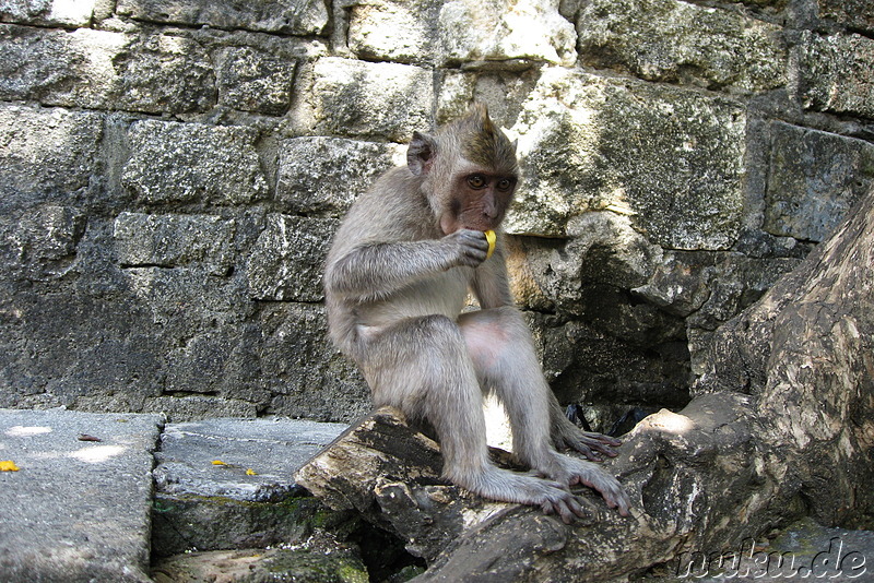Ulu Watu - Tempel der Affen (Bali, Indonesien)