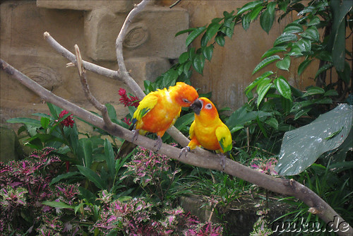 Vogelpark Lake Gardens in Kuala Lumpur, Malaysia