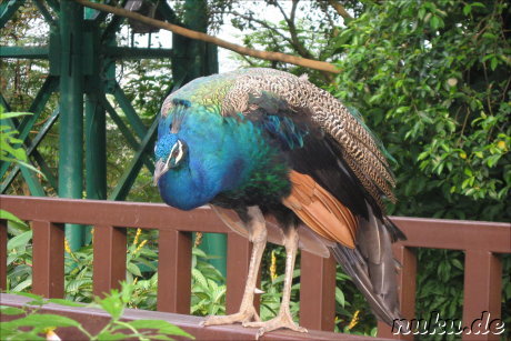 Vogelpark Lake Gardens in Kuala Lumpur, Malaysia