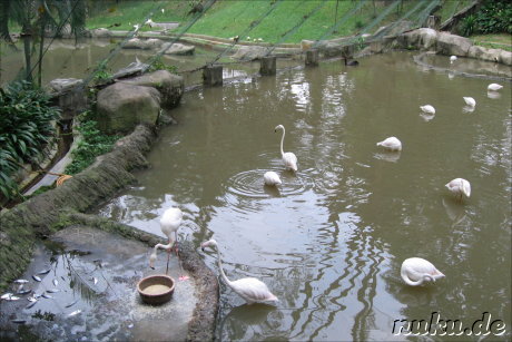 Vogelpark Lake Gardens in Kuala Lumpur, Malaysia