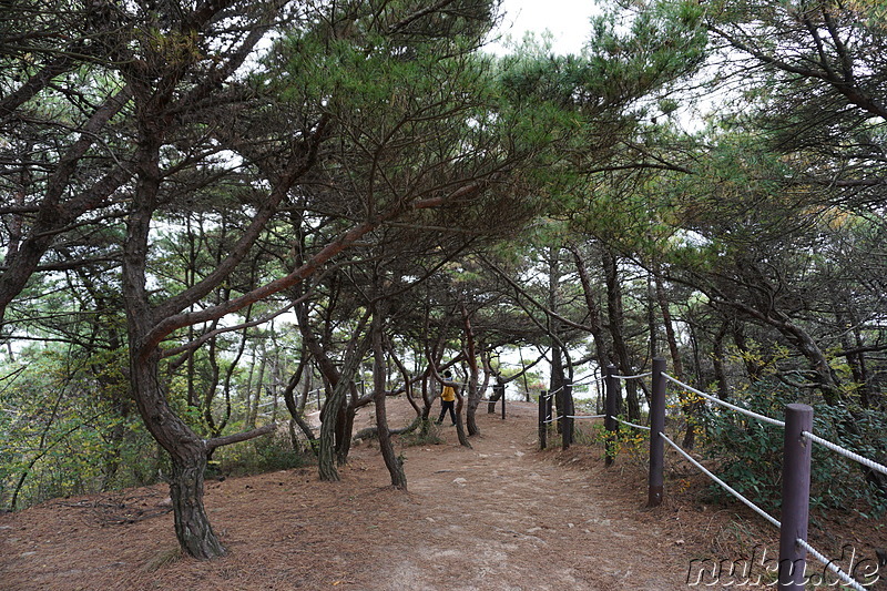 Wanderpfad Badanurikil auf der Insel Somuuido, Korea