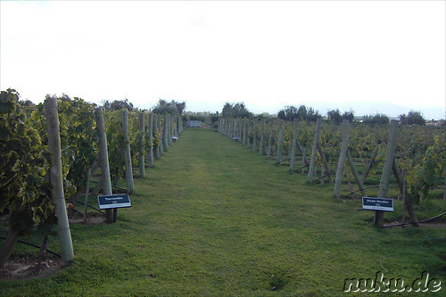 Weingut Alta Vista in Chacras de Coria, Argentinien