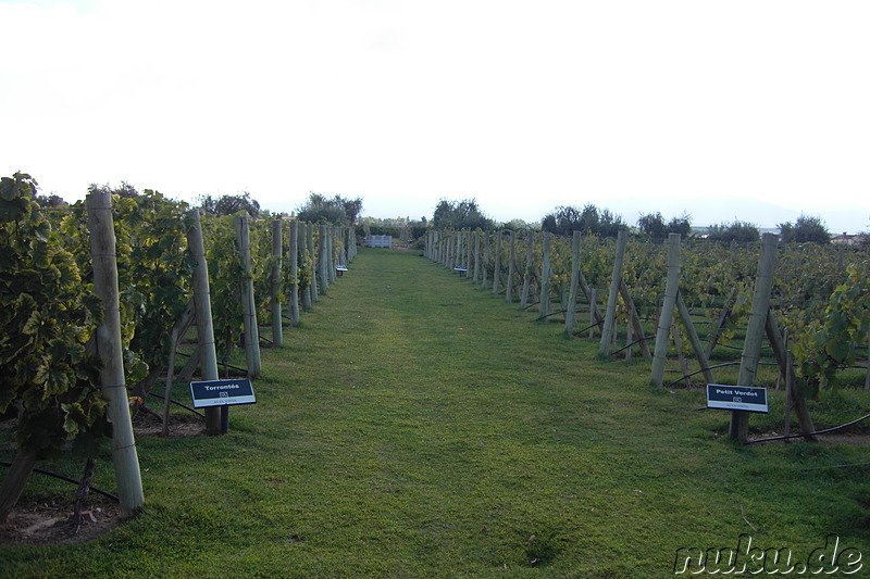 Weingut Alta Vista in Chacras de Coria, Argentinien
