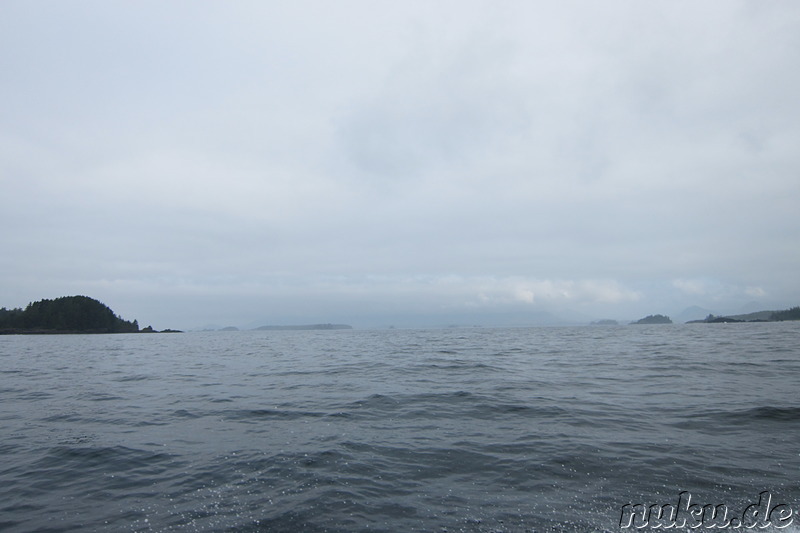 Whale Watching Tour mit Remote Passages in Tofino, Vancouver Island, Kanada