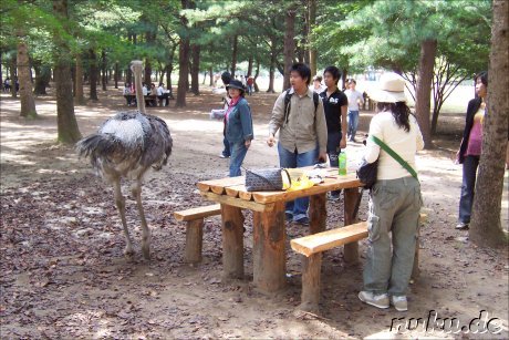 Wilde Tiere gibt es auch! Koreaner f&uuml;rchten um ihr Essen <img src=