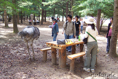 Wilde Tiere gibt es auch! Koreaner f&uuml;rchten um ihr Essen ;-)