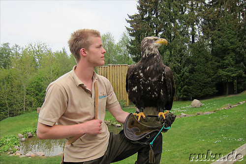 Wildpark Lueneburger Heide in Nindorf