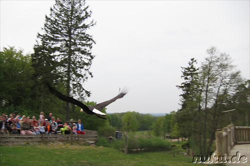 Wildpark Lueneburger Heide in Nindorf