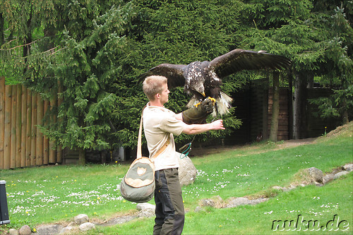 Wildpark Lueneburger Heide in Nindorf